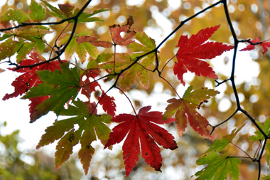 DSC_2732.JPG