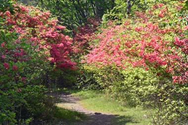DSC_4997.JPG