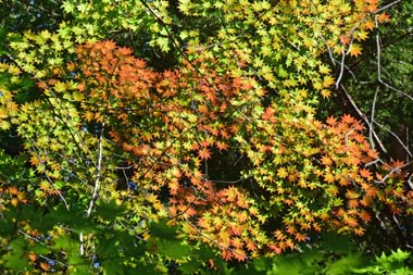 DSC_6235.JPG