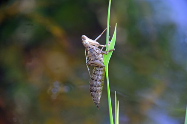 DSC_0103.jpg