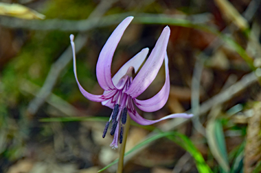 DSC_0134.jpg