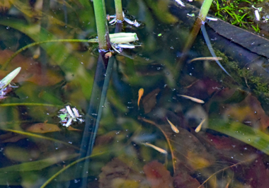 DSC_0451.jpg