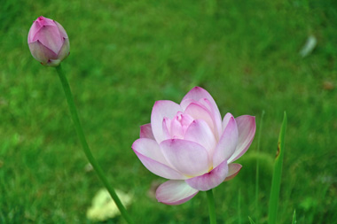 DSC_1095.jpg
