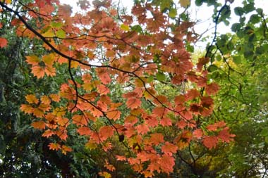 DSC_1477.jpg