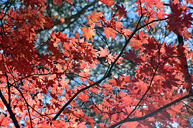 DSC_1875.jpg